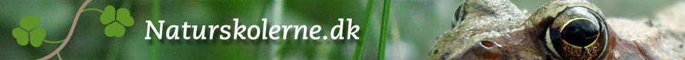 Til forsiden