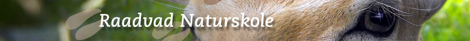 Til forsiden